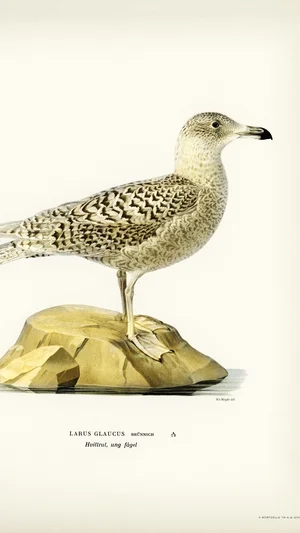 Glaucous Gull (Larus Glaucus), Young Bird