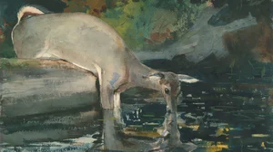 Deer Drinking