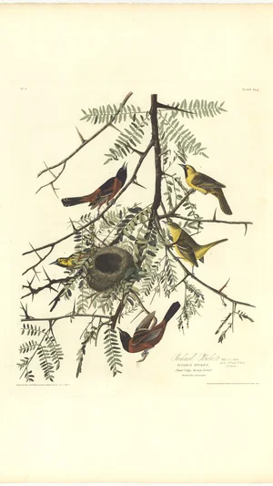 Orchard Oriole (Icterus spurius)