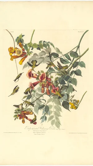 Ruby-throated Humming Bird (Trochilus Colubris) with Trumpet Flower (Bignonia radicans)