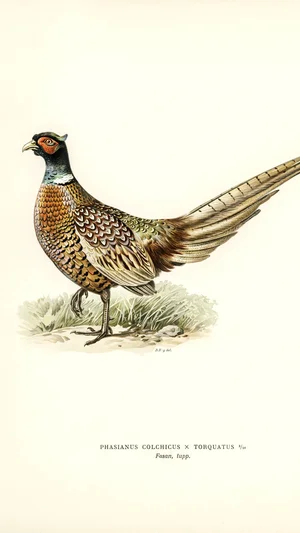 Hybrid Pheasant (Phasianus colchicus x torquatus)