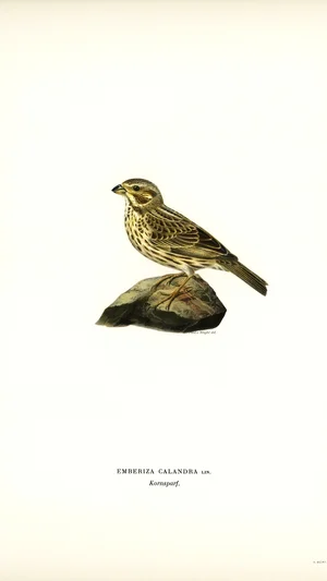Corn Bunting (Emberiza Calandra)