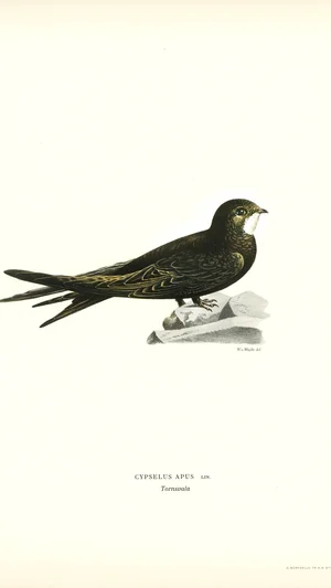 Common Swift