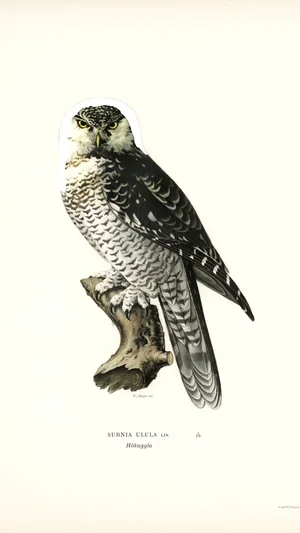 Northern Hawk-Owl