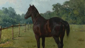 A Bay Horse in a Paddock