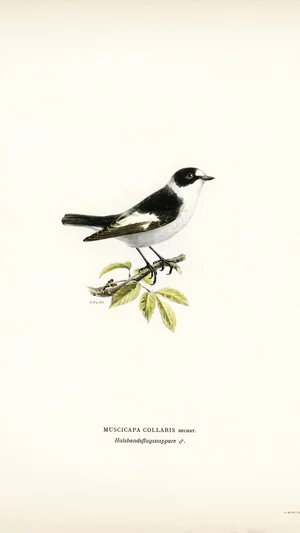 Pied Flycatcher (Muscicapa collaris)