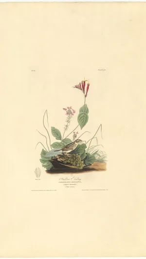 Henslow's Bunting