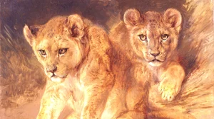 Lion cubs