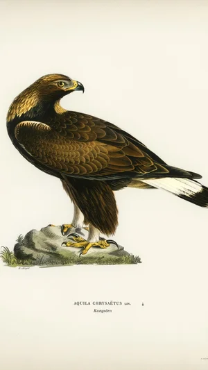 Golden Eagle (Aquila chrysaetos)