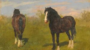 Horses grazing