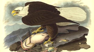 The Bald Eagle (Haliaeetus leucocephalus), Plate 31