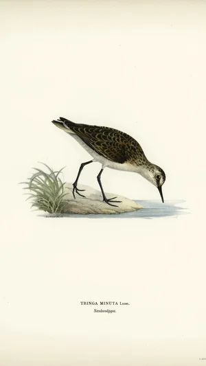 Little Stint (Tringa minuta)