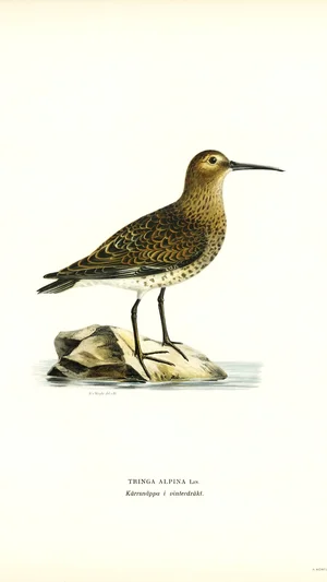 Dunlin in Winter Plumage