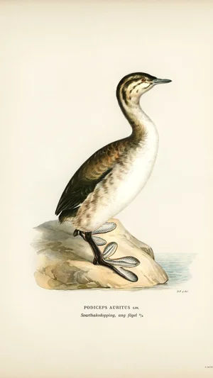 Horned Grebe (Podiceps auritus), young bird