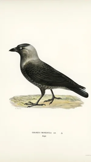 Eurasian Jackdaw (Coloeus monedula)