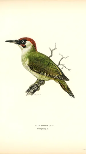 Picus Viridis (European Green Woodpecker)
