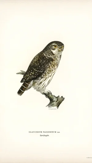 Glaucidium passerinum (Eurasian Pygmy Owl)
