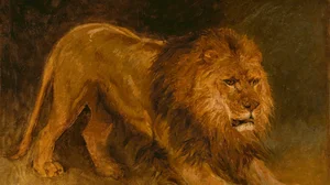 Lion guettant une proie