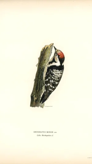 Dryobates Minor (Lesser Spotted Woodpecker)