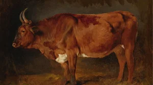 A Brown Cow in Profile