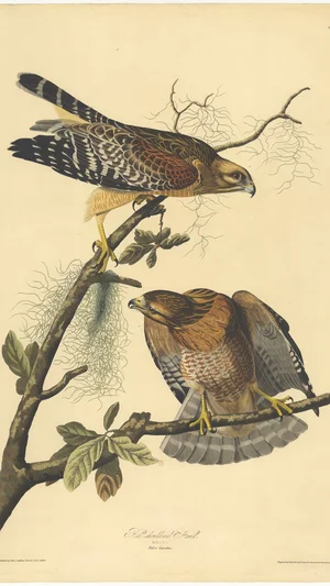 Red-shouldered Hawk (Falco lineatus)