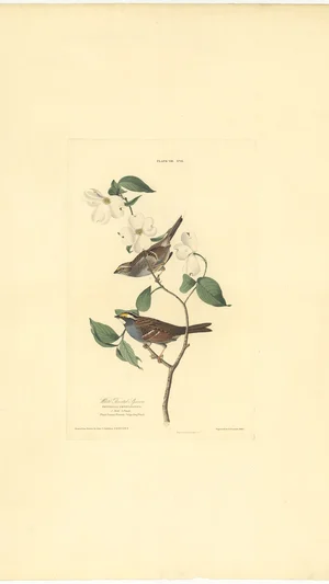 White-Throated Sparrow