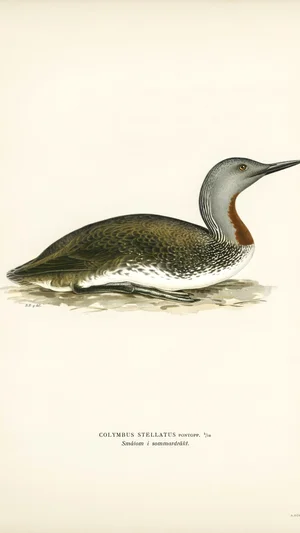 Red-throated Diver (Gavia stellata) in Summer Plumage