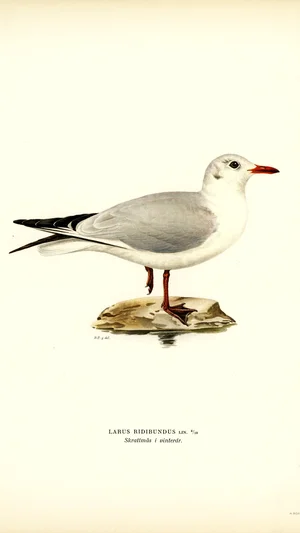 붉은부리갈매기 (Larus ridibundus) 겨울깃