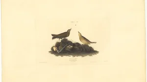 Oven-bird (Turdus Audax)