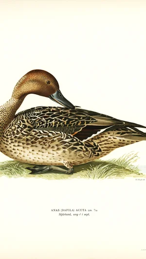 Illustration of a Northern Pintail Duck (Anas acuta)