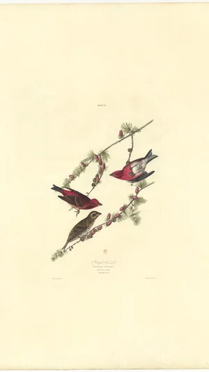 Purple Finch (Plate IV)