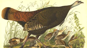 Wild Turkey (Female and Young)