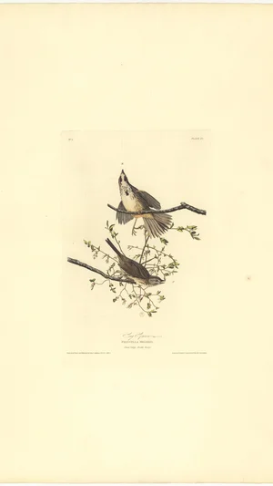 Song Sparrow (Fringilla Melodia), Plate 25