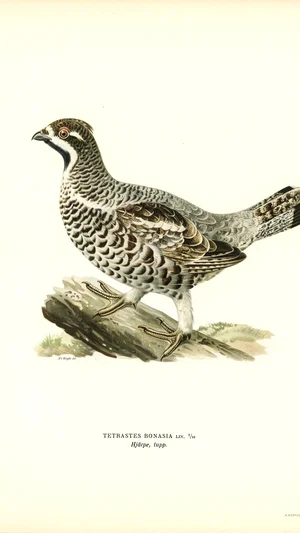 Hazel Grouse (Tetrastes Bonasia)