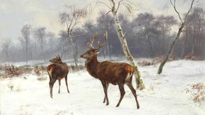 Cerf et biche dans un paysage enneigé