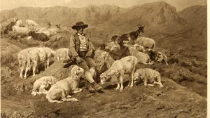 A Pyrenean Shepherd and his Flock