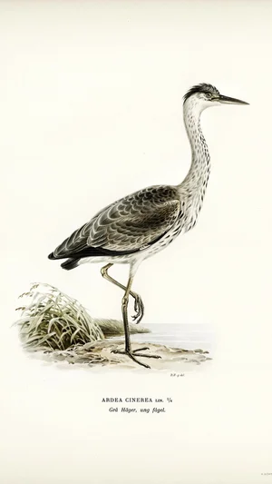 Grey Heron (Young Bird)