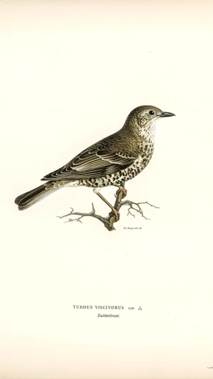 Mistle Thrush (Turdus viscivorus)
