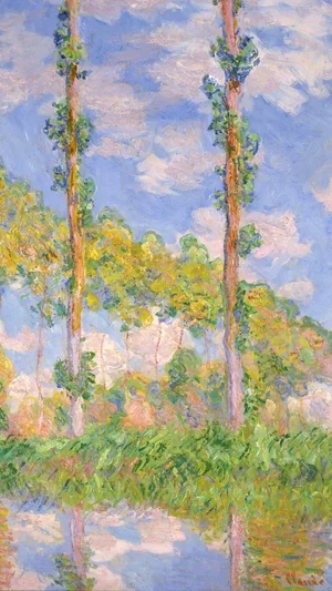 Poplars in the Sun