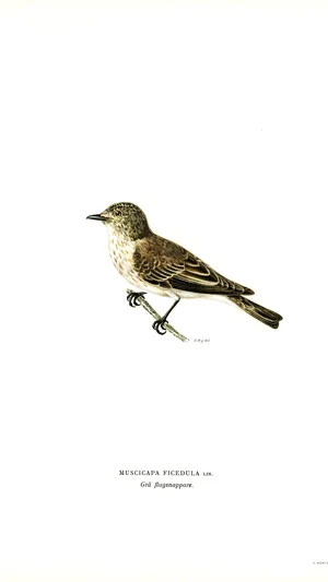 European Pied Flycatcher (Muscicapa Ficedula)