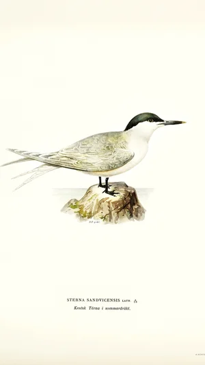 Sandwich Tern (Sterna sandvicensis) in Summer Plumage