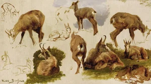 Studies of an Isard