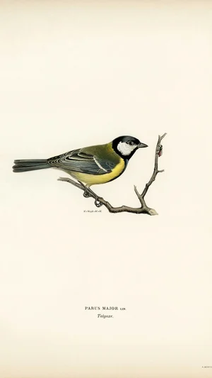 Parus Major (Great Tit)