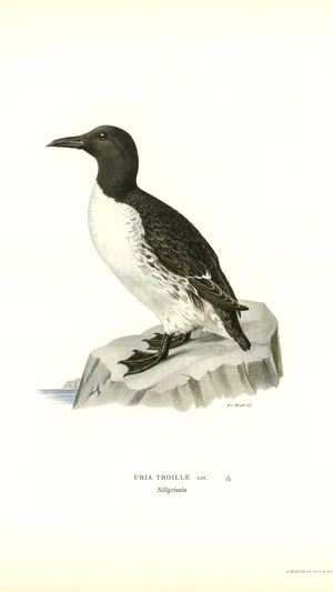 Common Murre (Uria Troille)