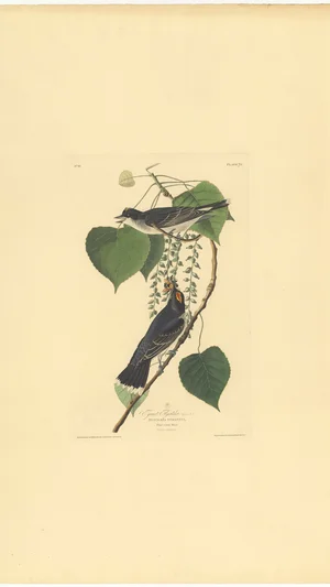 Eastern Kingbird (Muscicapa tyrannus), Plate 79 from The Birds of America