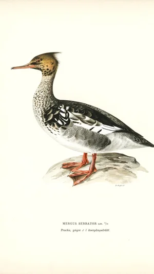 Illustration d'un harle huppé (Mergus serrator)