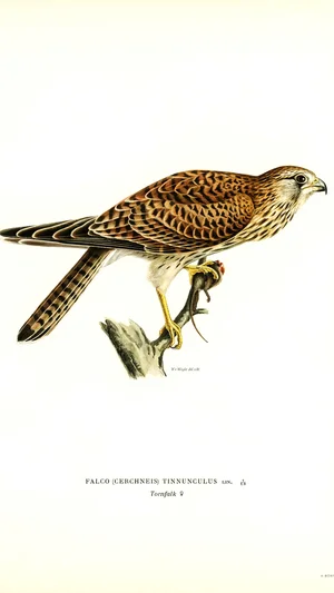 Kestrel (Falco tinnunculus)