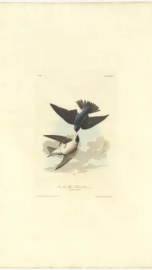 Tree Swallow or White-Bellied Swallow