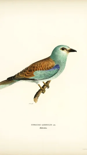 European Roller (Coracias Garrulus)