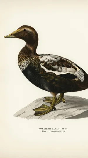 Common Eider (Somateria mollissima), Male in Summer Plumage